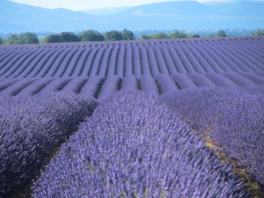 valensole.jpg